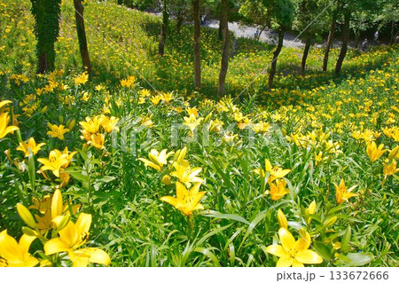 斜面に咲くユリの花 133672666