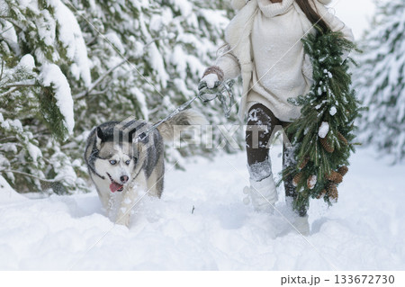 snow dog Husky in the snow on the background of the forest, snowy forest and dog. snow dog Husky in the snow on the background of the forest, snowy forest and dog. 133672730