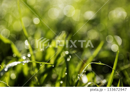 夏、芝生に降りた朝露の風景-3 夏、芝生に降りた朝露の風景-3 133672947