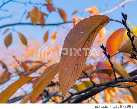 秋の日差しに透ける桜の葉 Cherry leaf in autumn light 133672998