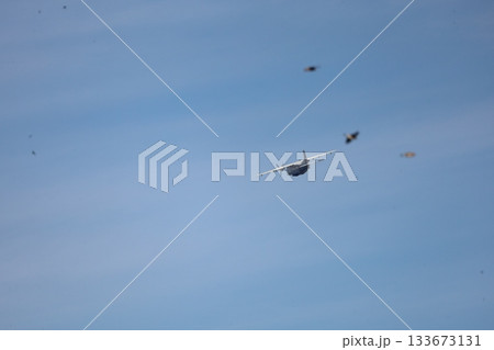 大空を舞う鳥と小型飛行機（東京・調布飛行場上空） 133673131