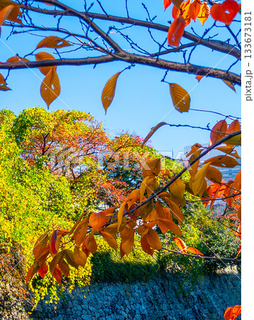 秋の日差しに透ける桜の葉 Cherry leaf in autumn light 秋の日差しに透ける桜の葉 Cherry leaf in autumn light 133673181