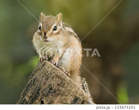 木の上でクルミを食べるリス 133673201
