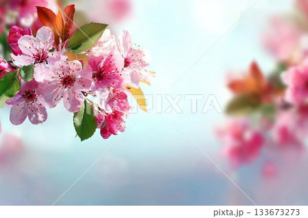 Flowering branches and petals on a blurred background. Spring concept. 133673273