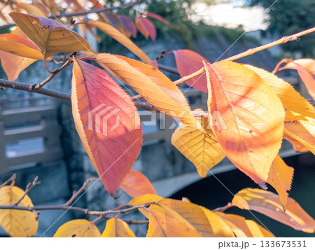 城のお堀と石垣を彩る桜の紅葉 Autumn leaves around castle moat 城のお堀と石垣を彩る桜の紅葉 Autumn leaves around castle moat 133673531