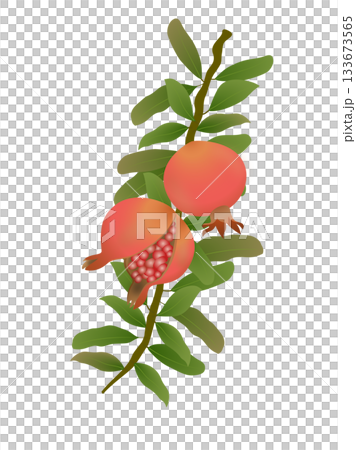 Pomegranate One Point 1 Pomegranate One Point 1 133673565