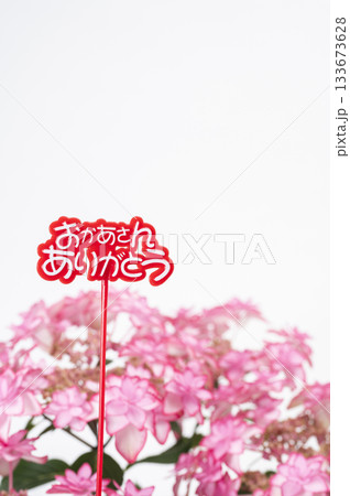 おかあさんありがとう　ピンク色のアジサイ　 133673628