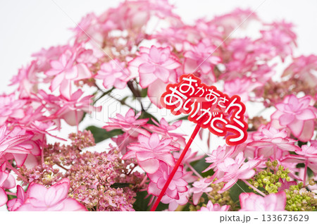 おかあさんありがとう　ピンク色のアジサイ　 133673629