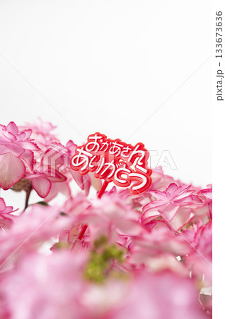 おかあさんありがとう　ピンク色のアジサイ 133673636