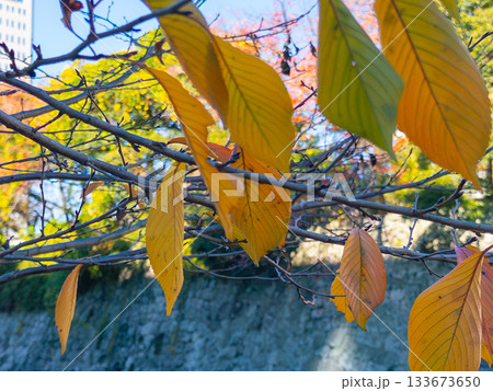秋の日差しに透ける桜の葉 Cherry leaf in autumn light 133673650