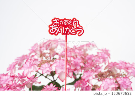 おかあさんありがとう　ピンク色のアジサイ 133673652