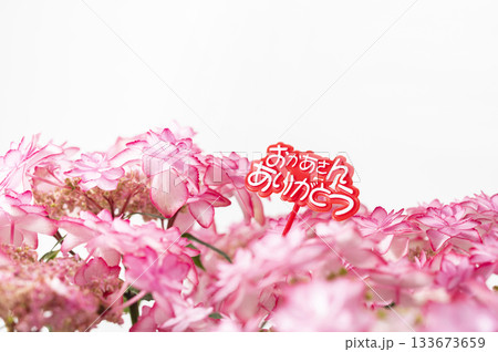 おかあさんありがとう　ピンク色のアジサイ 133673659