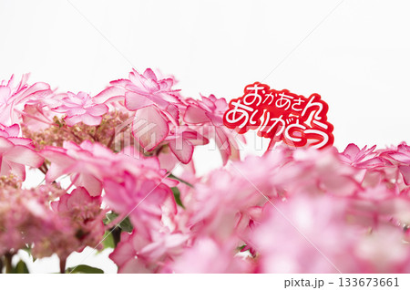 おかあさんありがとう　ピンク色のアジサイ 133673661