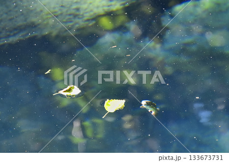 神の子池を泳ぐオショロコマ 133673731
