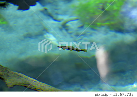 神の子池を泳ぐオショロコマ 133673735