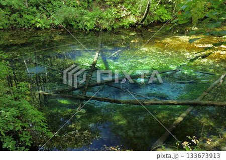 夏の終わりの神の子池 夏の終わりの神の子池 133673913