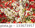 紅白のボケの花 133673957
