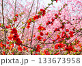 赤いボケの花とピンクの梅の花 133673958