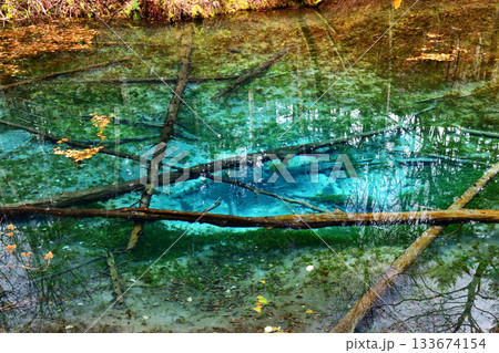 初秋の神の子池木の実時雨 133674154