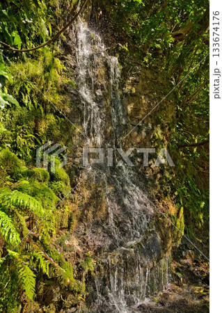 New Zealand Native Bush Waterfall New Zealand Native Bush Waterfall 133674176