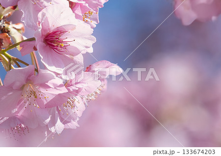 春の陽気に誘われて 春の陽気に誘われて 133674203