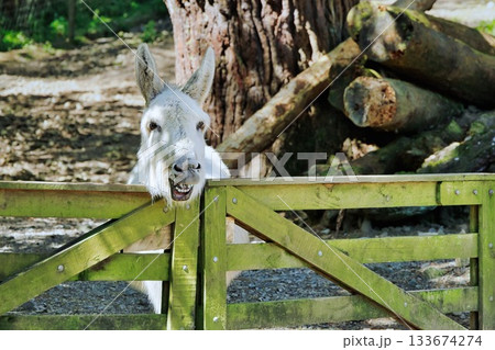 Smiling White Donkey 133674274