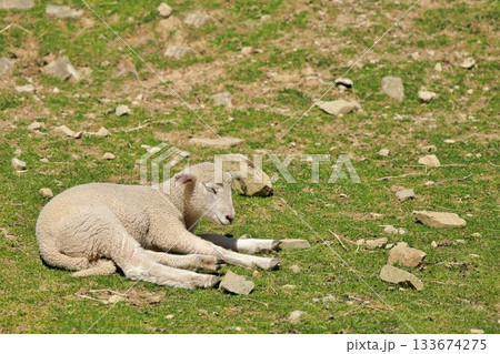 White New Zealand Lamb On Rocky Hillside 133674275