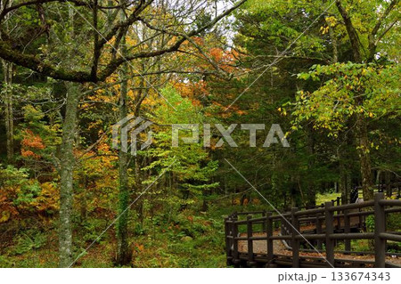 神の子池の紅葉 133674343