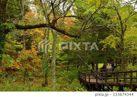 神の子池の紅葉 133674344