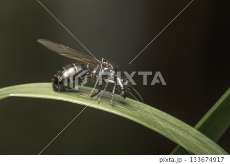 Queen Carpenter Ant 133674917