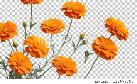 Orange marigold flowers in a vase against a transparent background, symbolizing the Day of the Dead celebration 133675209