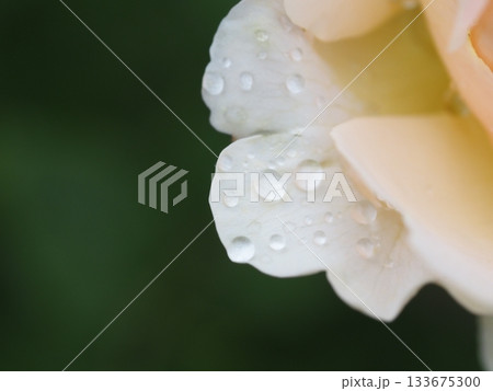 雨に濡れたバラの花びら 雨に濡れたバラの花びら 133675300