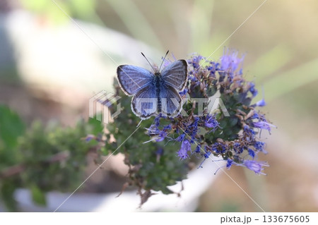 秋の庭に咲く紫色のダンギクの花の蜜を吸うヤマトシジミ蝶 133675605