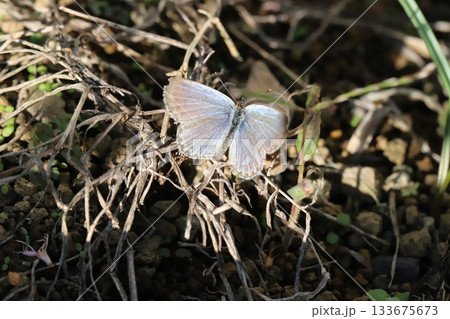 秋の庭で枯草に止まるヤマトシジミ蝶 133675673