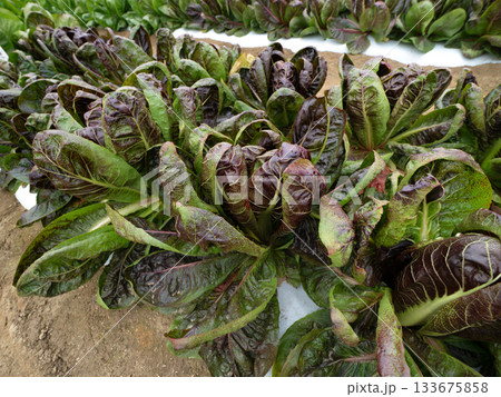 ラディッキオの栽培　トレヴィーゾ 133675858