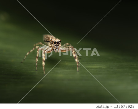 Bronze Hopper Jumping Spider 133675928