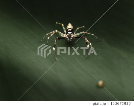 Bronze Hopper Jumping Spider 133675930