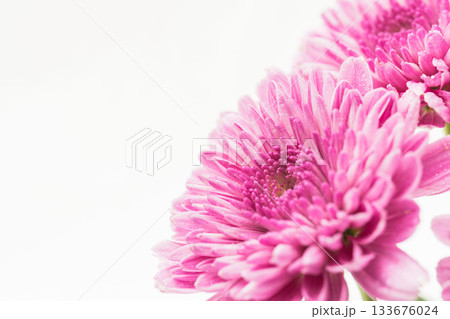 スプレーマムのピンク色の花を白背景でマクロ撮影39 133676024