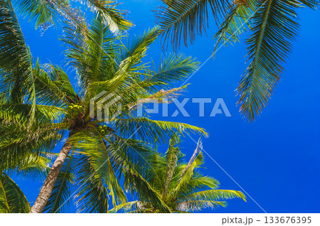 background with green leaves of coconut palm trees against a blue sky in the tropics in summer on tropical resort. Concept of tourism and travel background with green leaves of coconut palm trees against a blue sky in the tropics in summer on tropical resort. Concept of tourism and travel 133676395