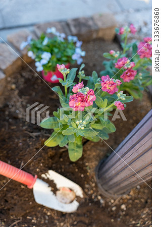 ポスト下の小さな花壇に花苗を植える ポスト下の小さな花壇に花苗を植える 133676860