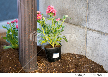 ポスト下の小さな花壇に置かれた花苗 133676895