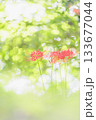 村上緑地公園 133677044
