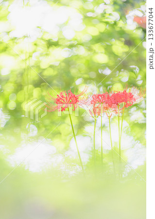 村上緑地公園 133677044