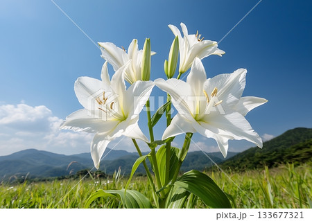 Beautiful White Lilies Blooming in a Sunny Meadow Against a Clear Blue Sky Beautiful White Lilies Blooming in a Sunny Meadow Against a Clear Blue Sky 133677321