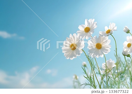 Bright White Daisies Blooming Against a Clear Blue Sky in a Serene Nature Landscape 133677322