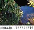 川辺のキヅタの蕾（つぼみをたくさんつけた木蔦） 133677516