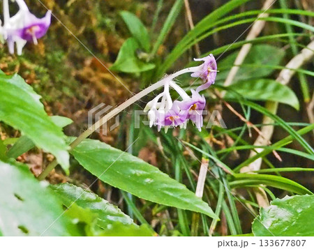 山地の岩場に咲く赤紫色の山野草イワタバコ 133677807