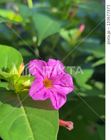 ピンク色の白粉花、ピンク色の5弁のの花、ラッパ型の花 ピンク色の白粉花、ピンク色の5弁のの花、ラッパ型の花 133677873