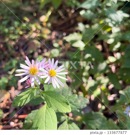 薄紫色の野紺菊の花、日本固有の変種、控えめで可憐な野に咲く花 薄紫色の野紺菊の花、日本固有の変種、控えめで可憐な野に咲く花 133677877