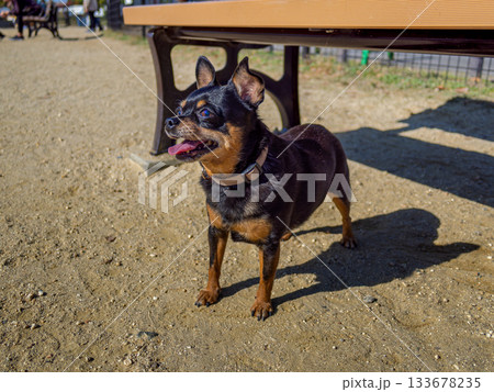 ドッグランの犬 133678235